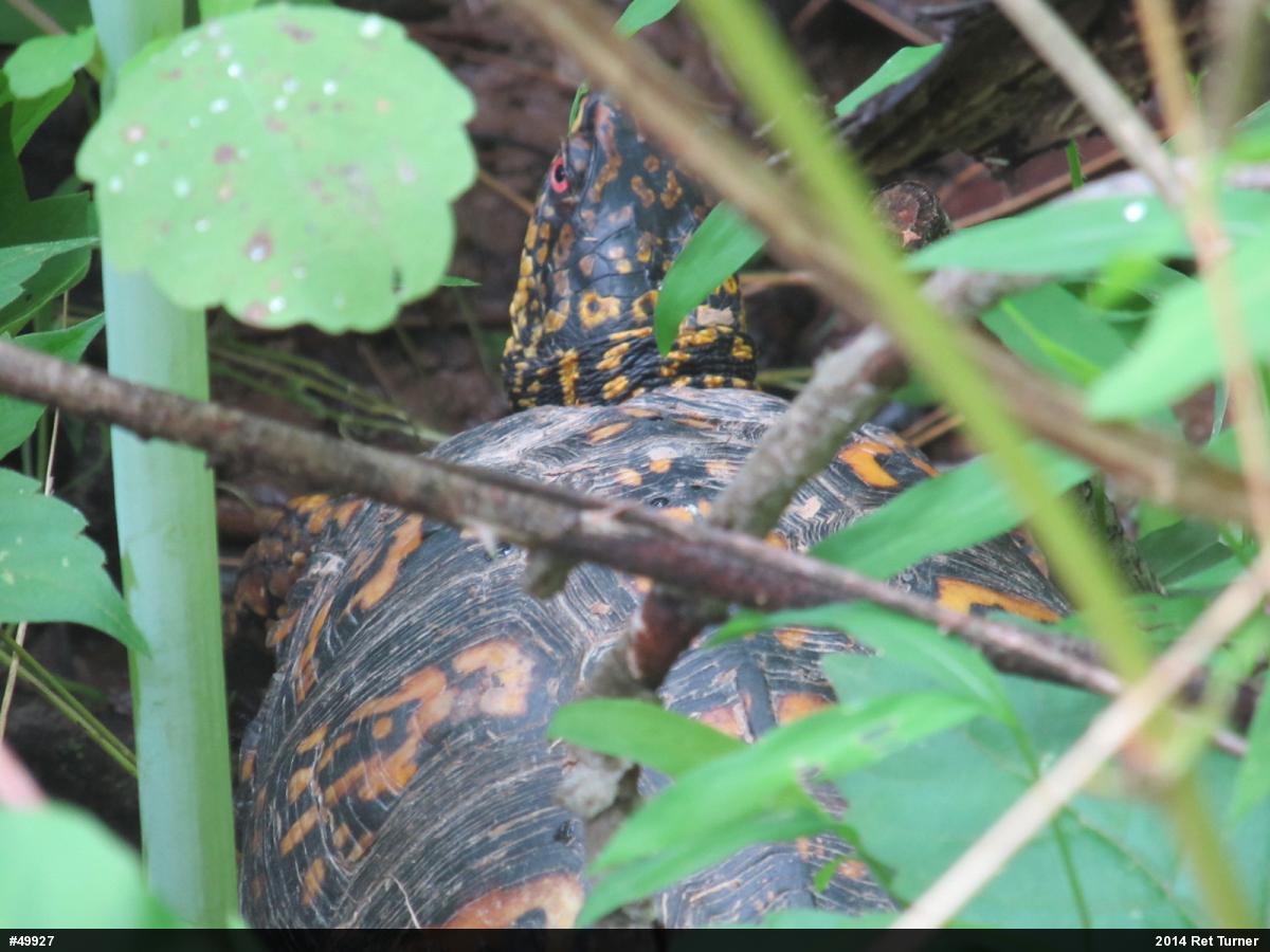 Eastern Box Turtle