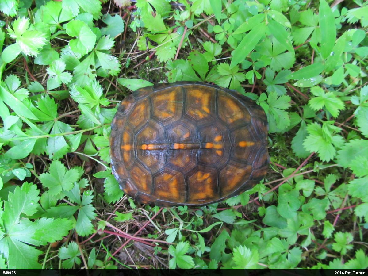 Eastern Box Turtle