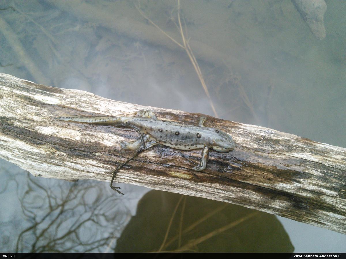 Red-spotted Newt