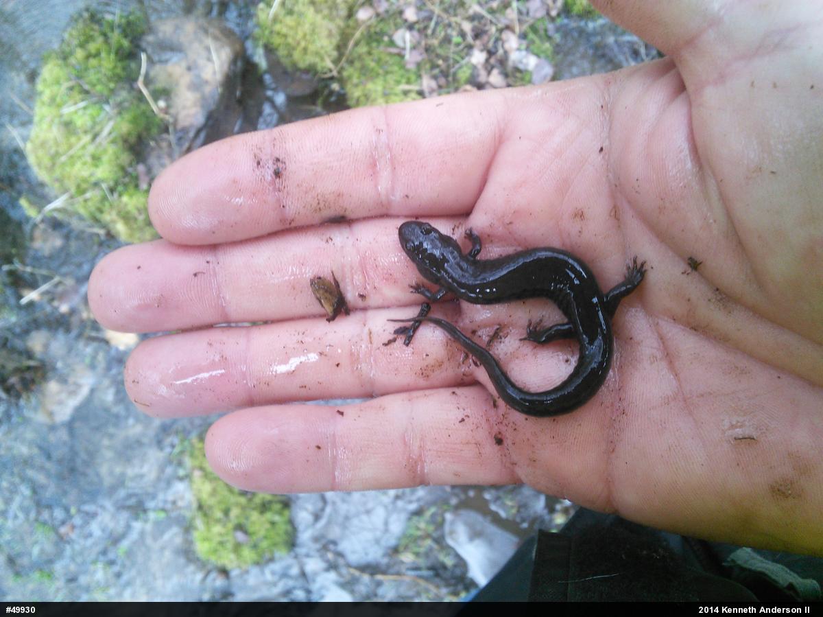 Allegheny Mountain Dusky Salamander