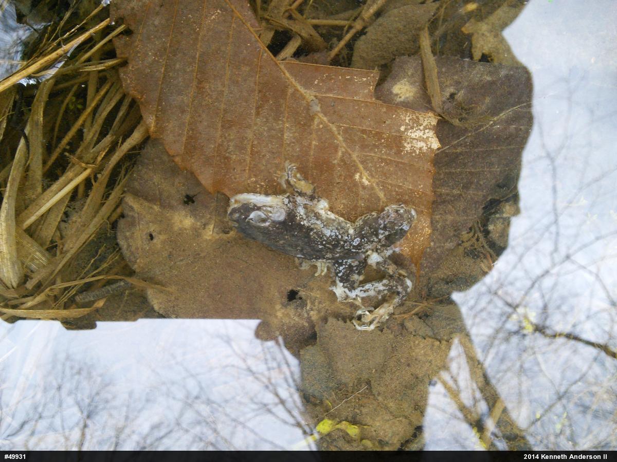 True Frogs