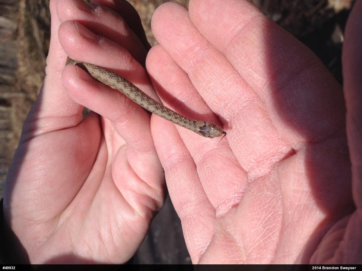Dekay's Brownsnake
