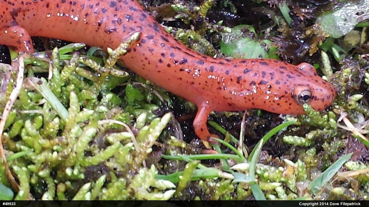 Northern Red Salamander