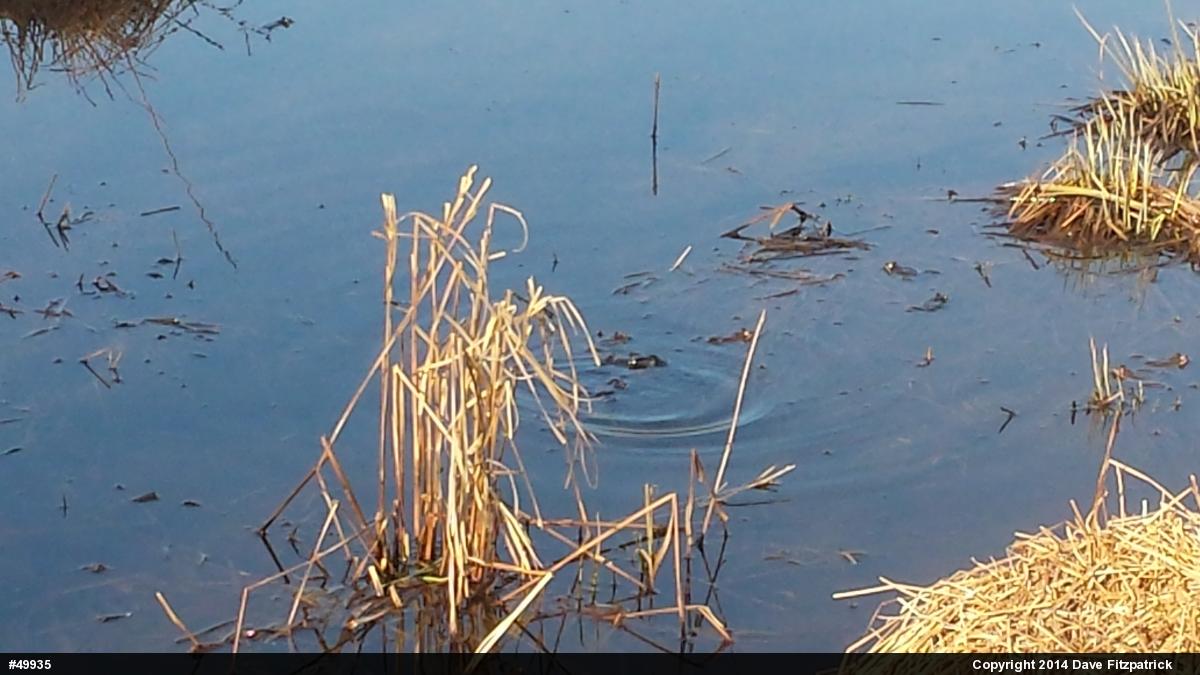 Wood Frog