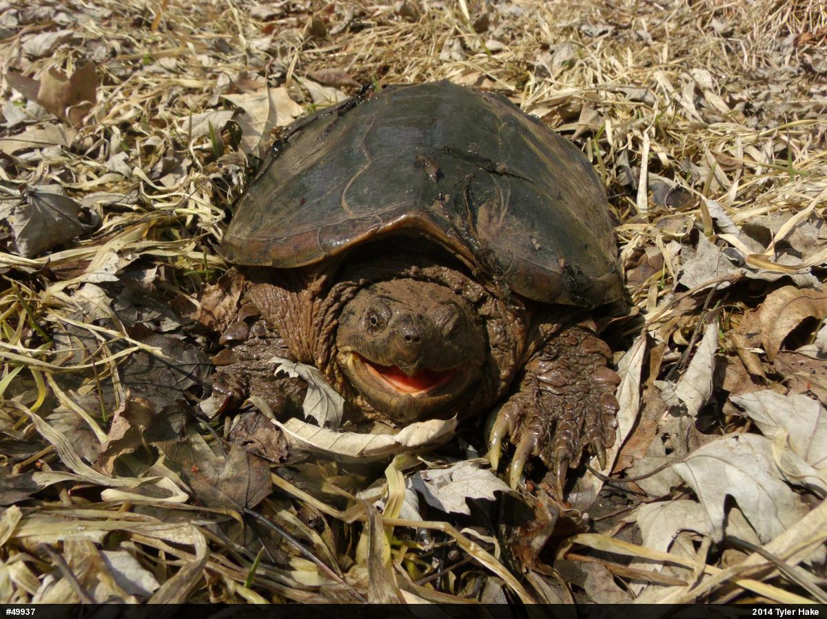 Snapping Turtle