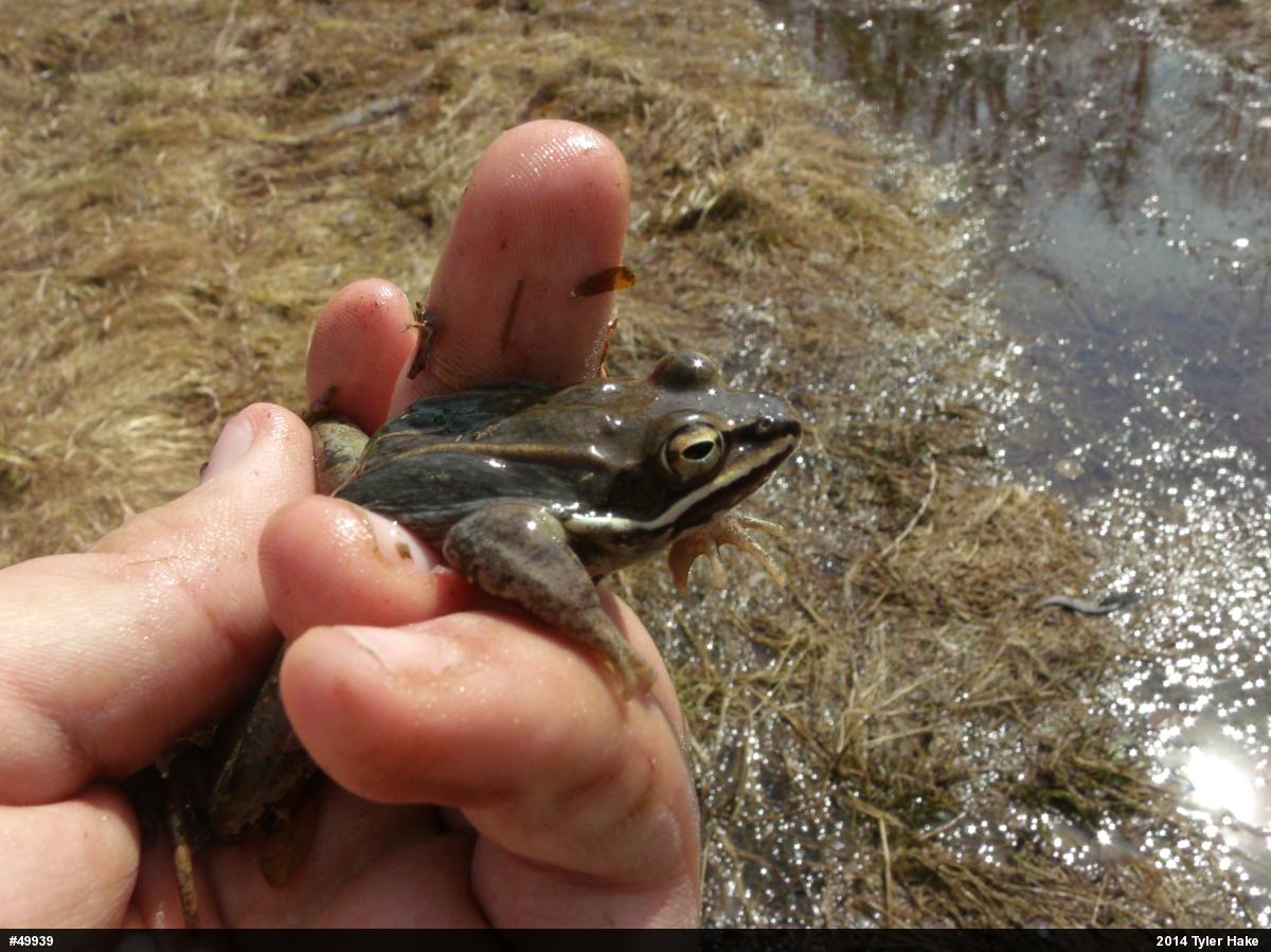 Wood Frog