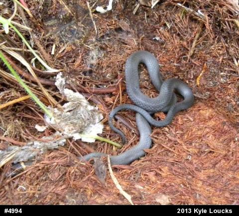 Northern Ring-necked Snake