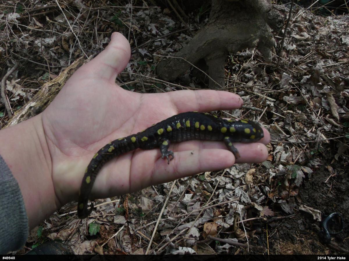 Spotted Salamander