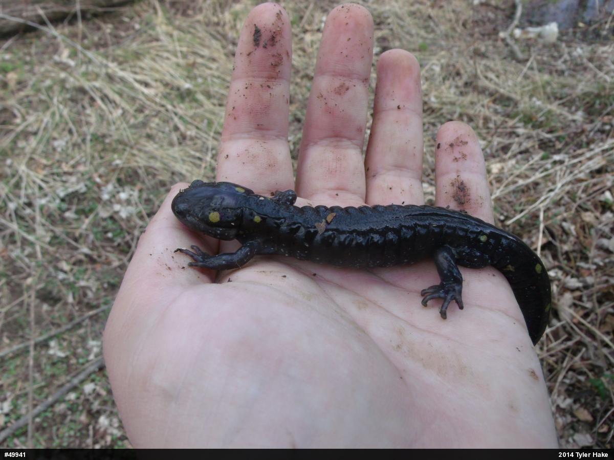 Spotted Salamander