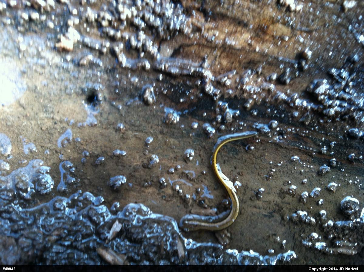 Northern Two-lined Salamander