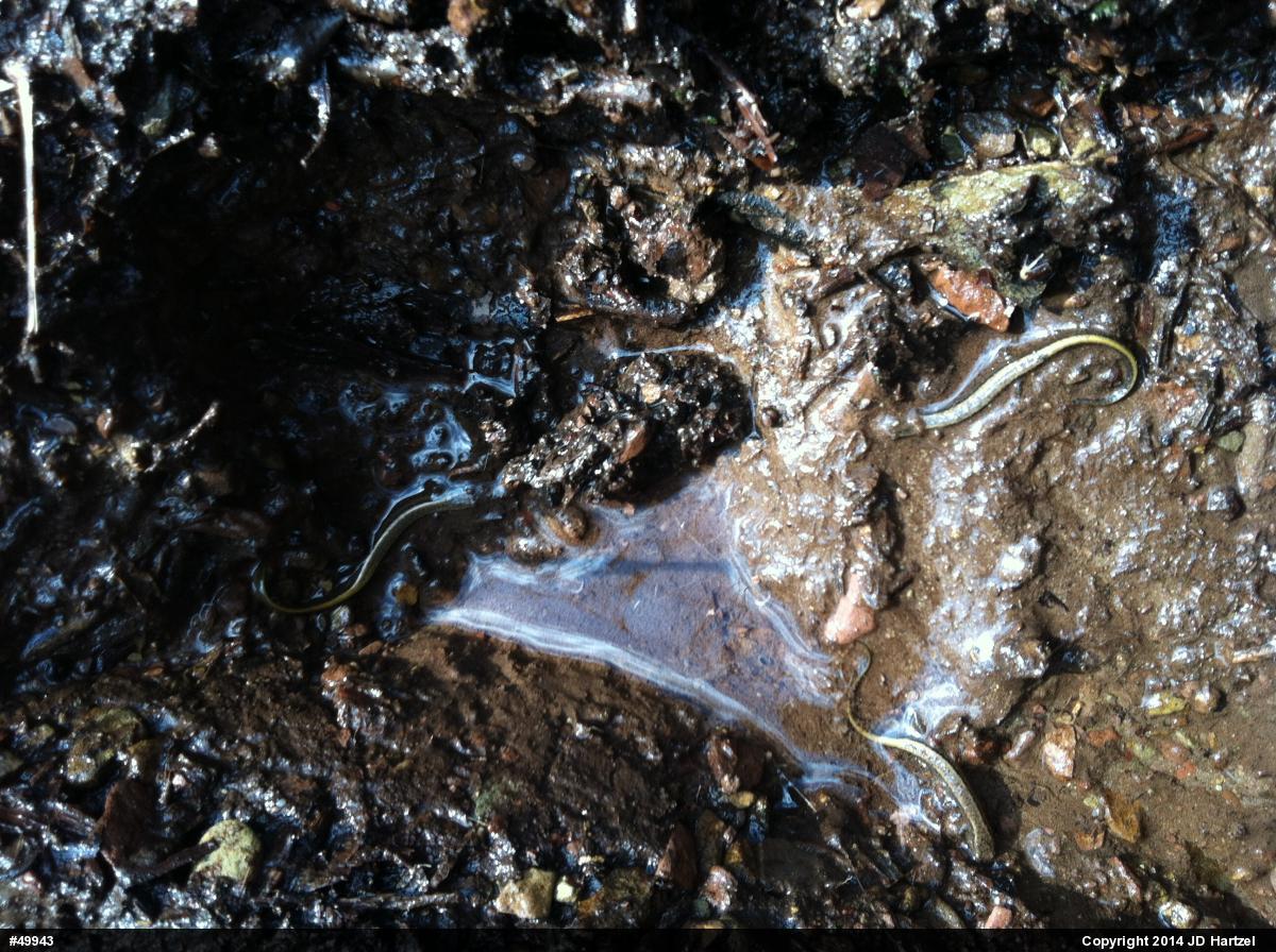 Northern Two-lined Salamander
