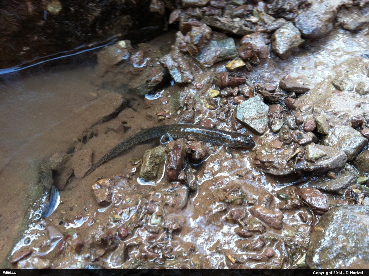 Northern Dusky Salamander
