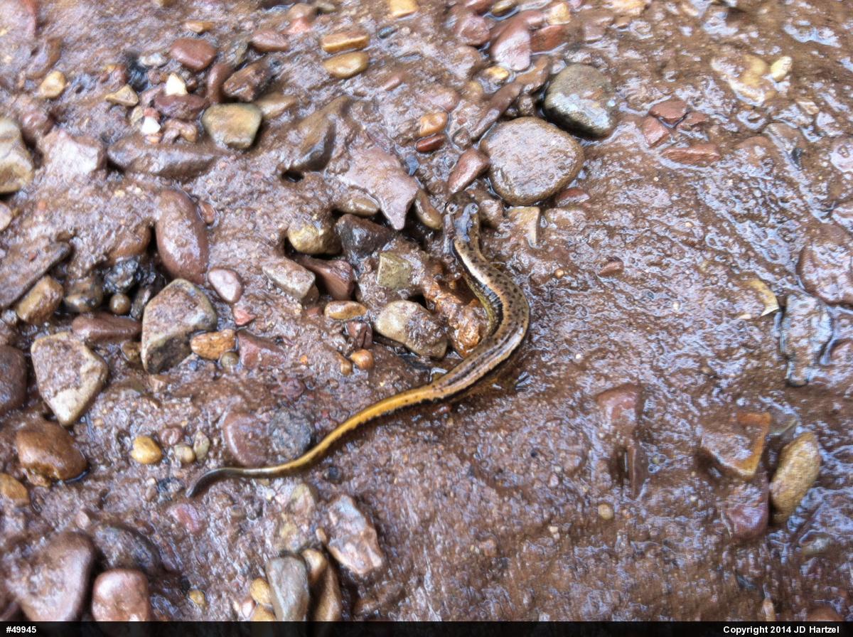 Northern Two-lined Salamander