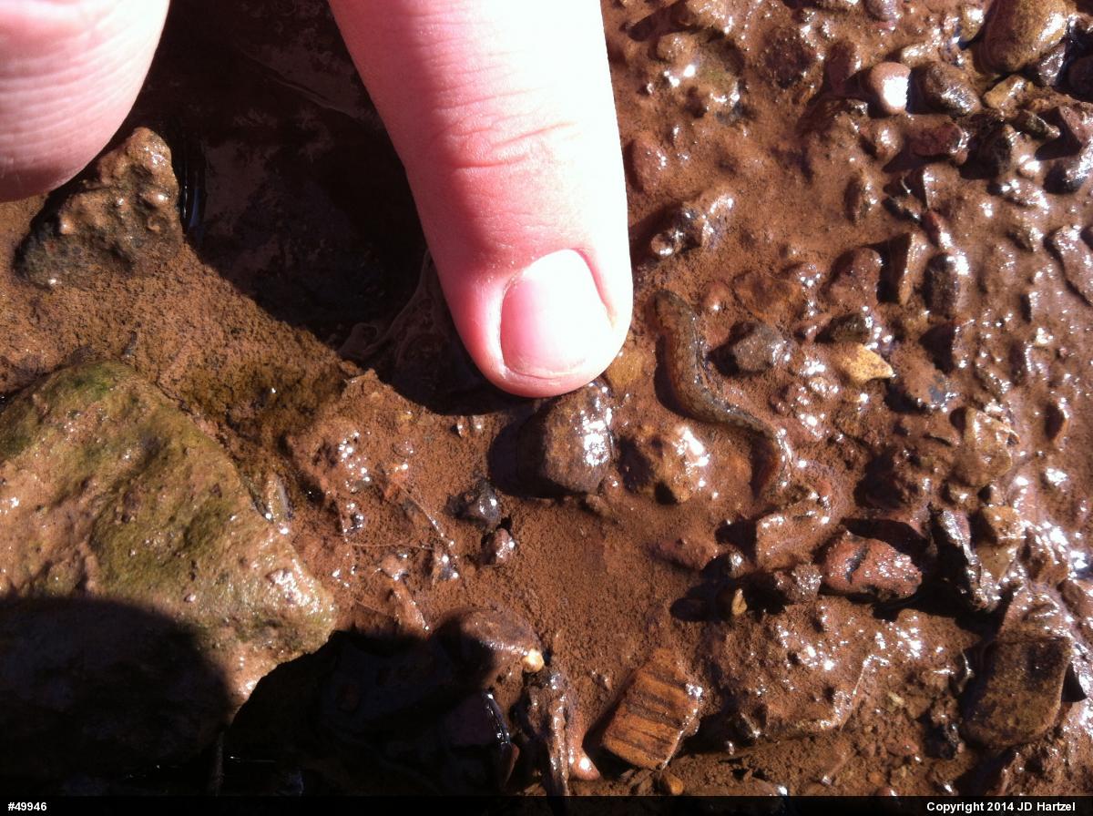 Northern Two-lined Salamander