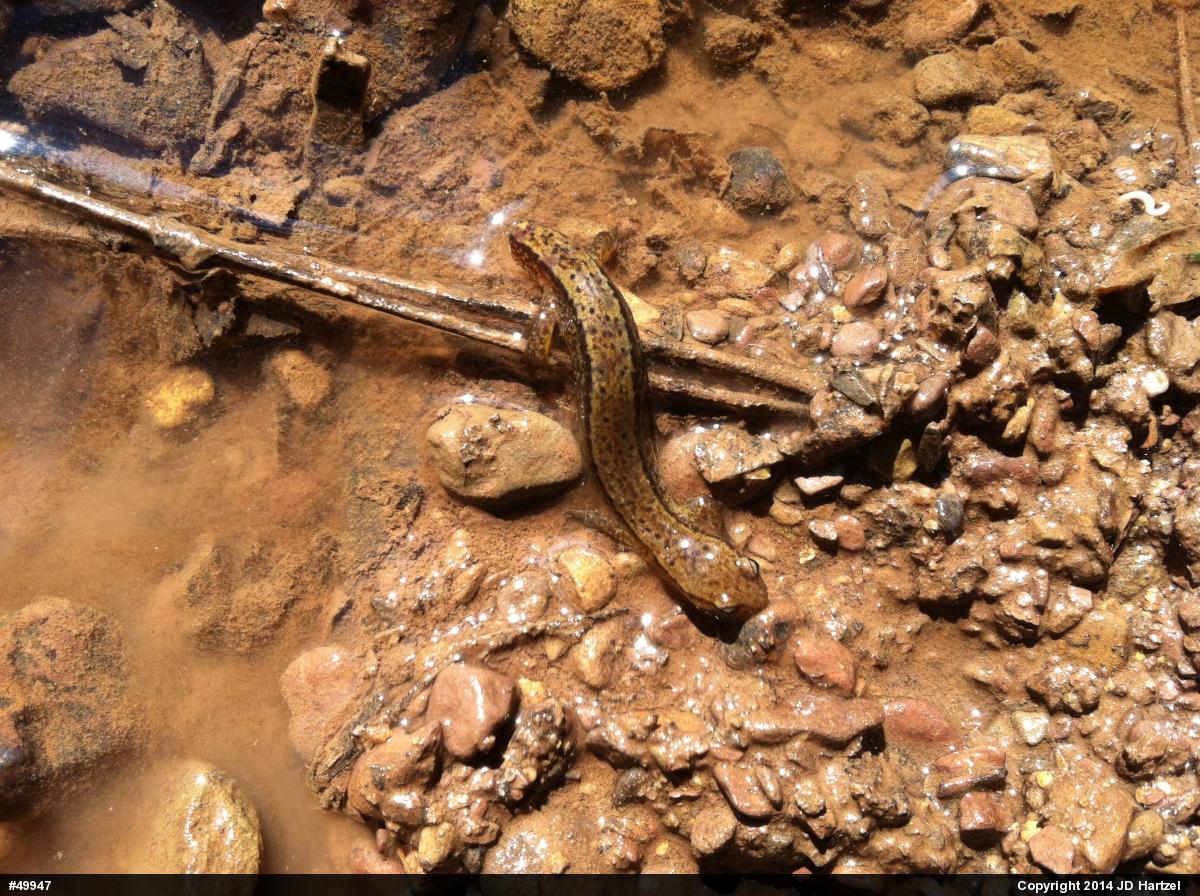 Northern Two-lined Salamander