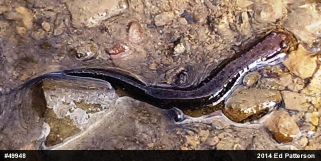 Allegheny Mountain Dusky Salamander