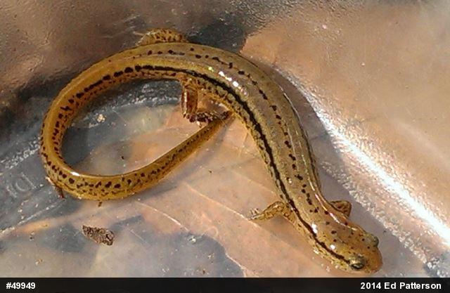 Northern Two-lined Salamander