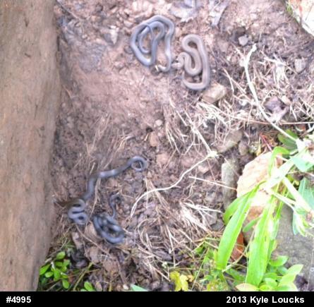 Northern Ring-necked Snake