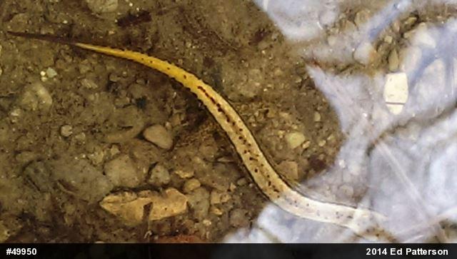 Northern Two-lined Salamander