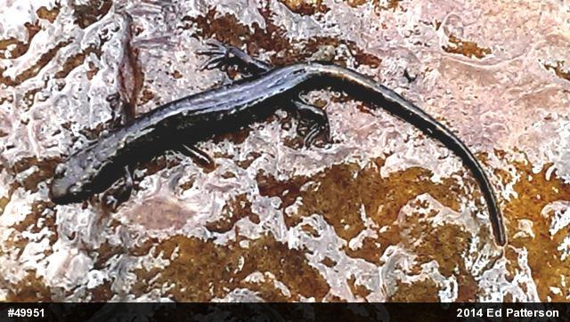 Allegheny Mountain Dusky Salamander