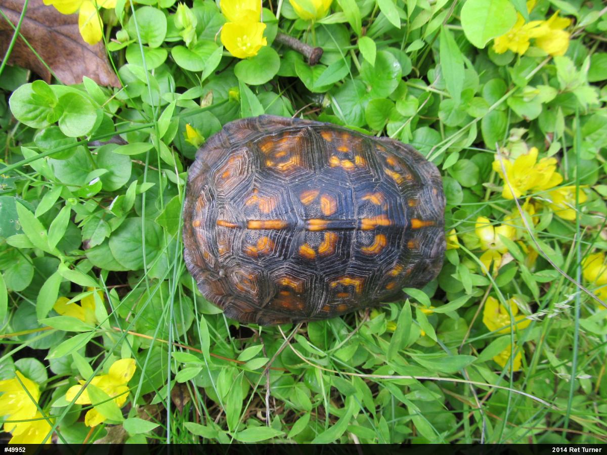 Eastern Box Turtle