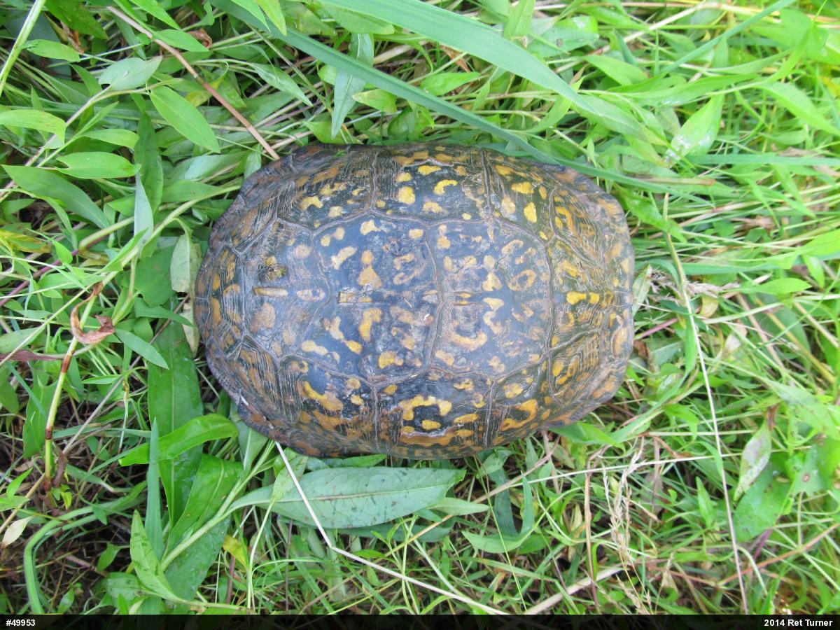 Eastern Box Turtle