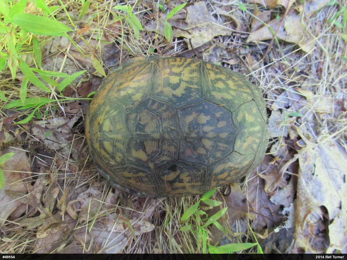 Eastern Box Turtle