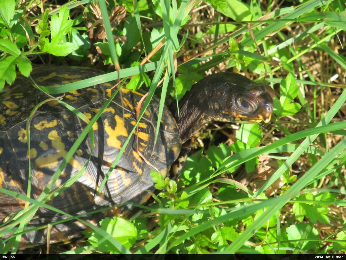 Eastern Box Turtle