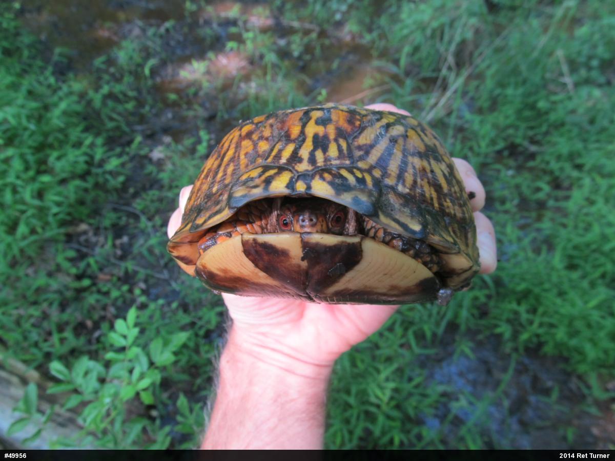 Eastern Box Turtle