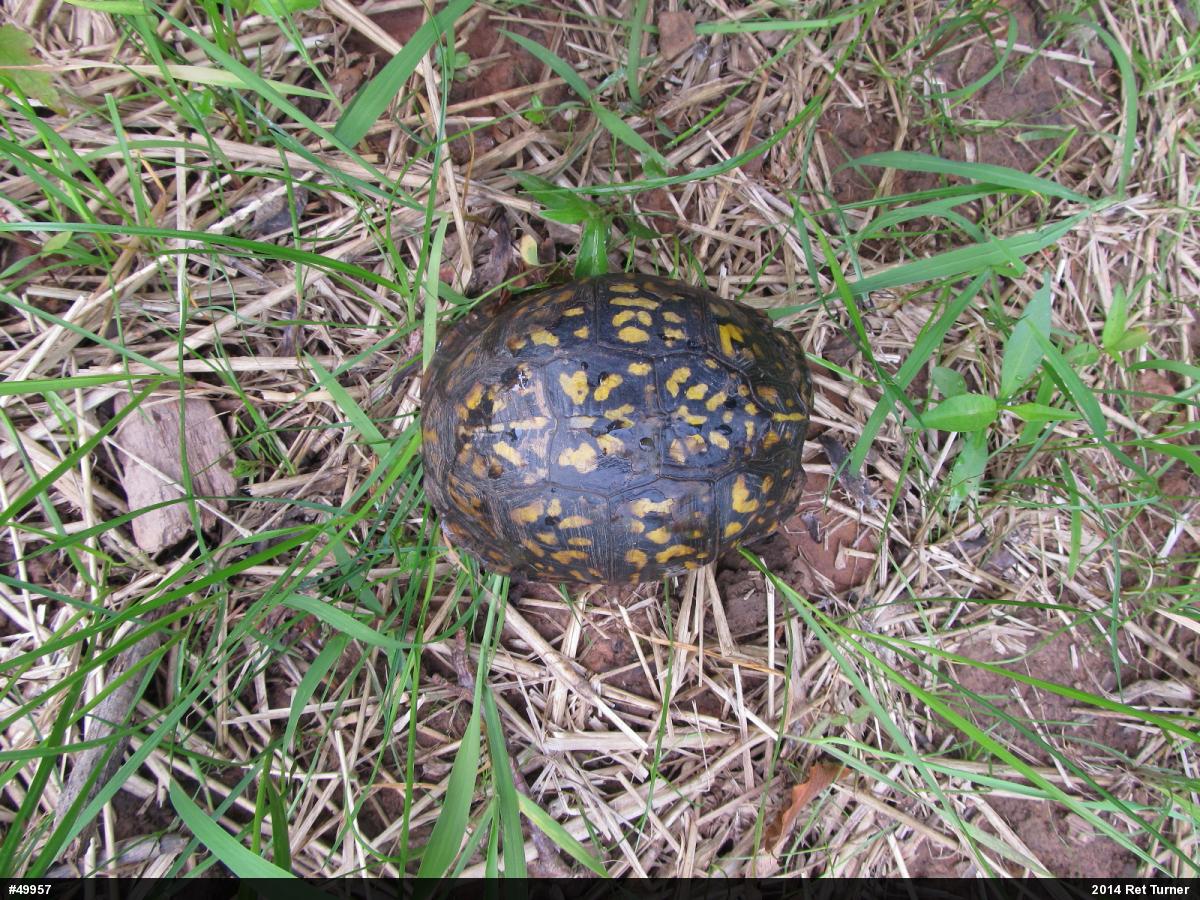 Eastern Box Turtle