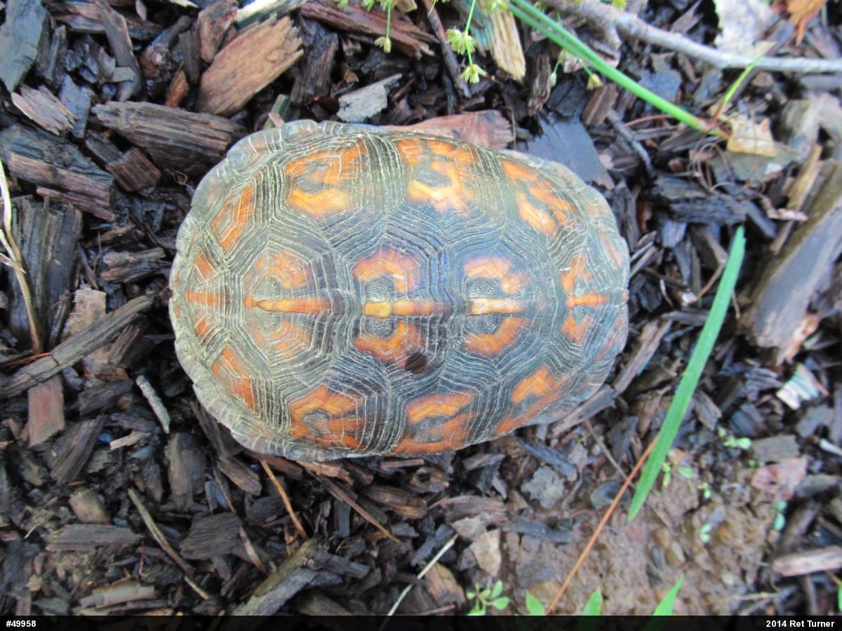 Eastern Box Turtle