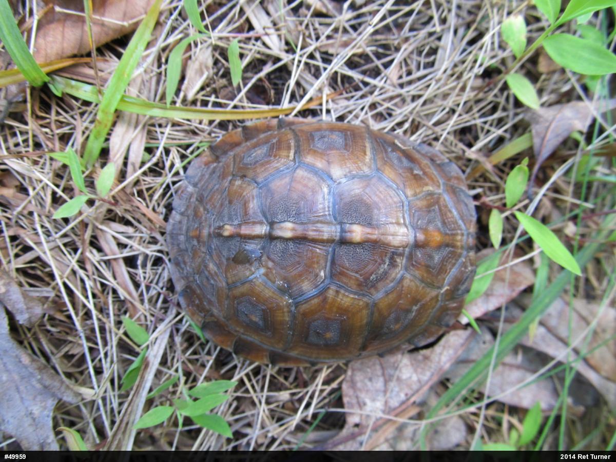 Eastern Box Turtle