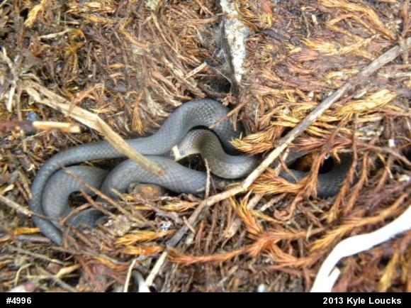 Northern Ring-necked Snake