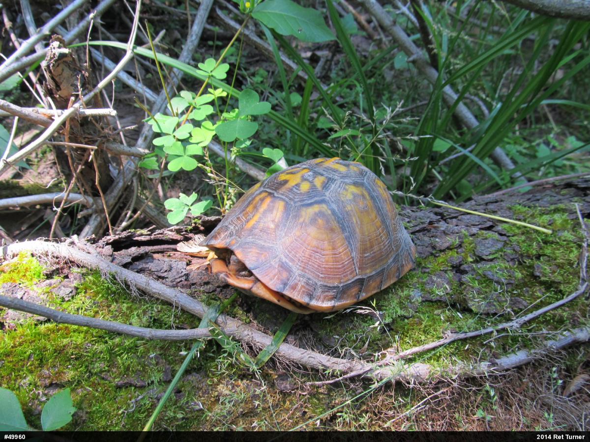 Eastern Box Turtle