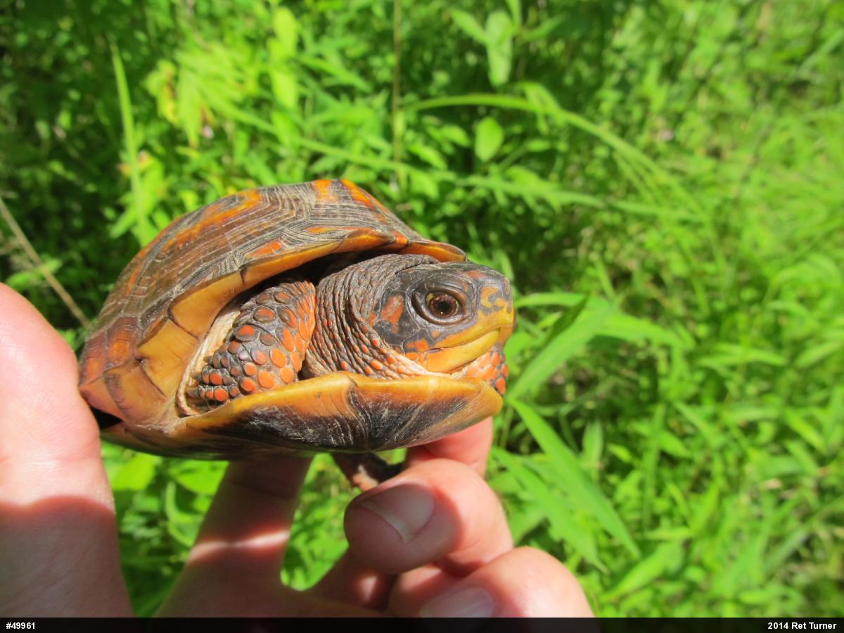 Eastern Box Turtle
