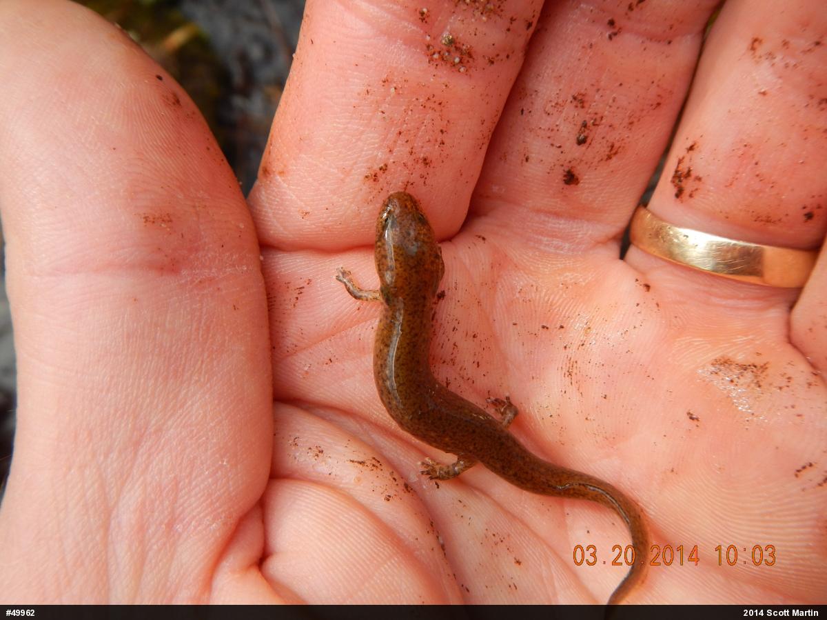 Northern Red Salamander