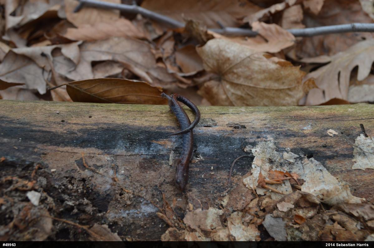 Eastern Red-backed  Salamander