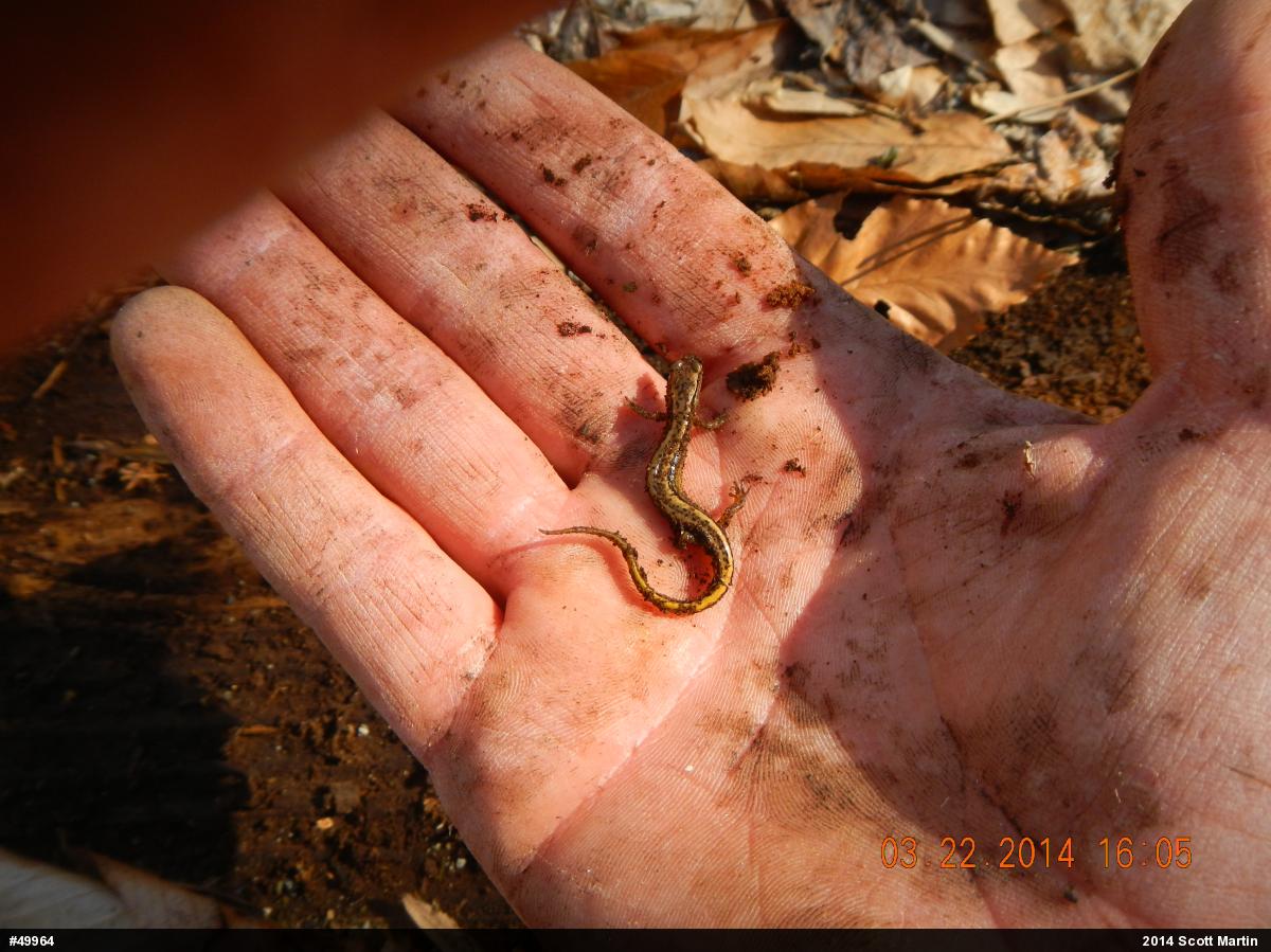 Northern Two-lined Salamander