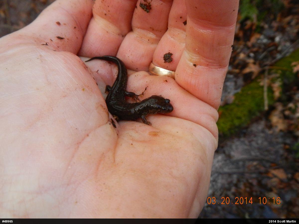 Northern Dusky Salamander