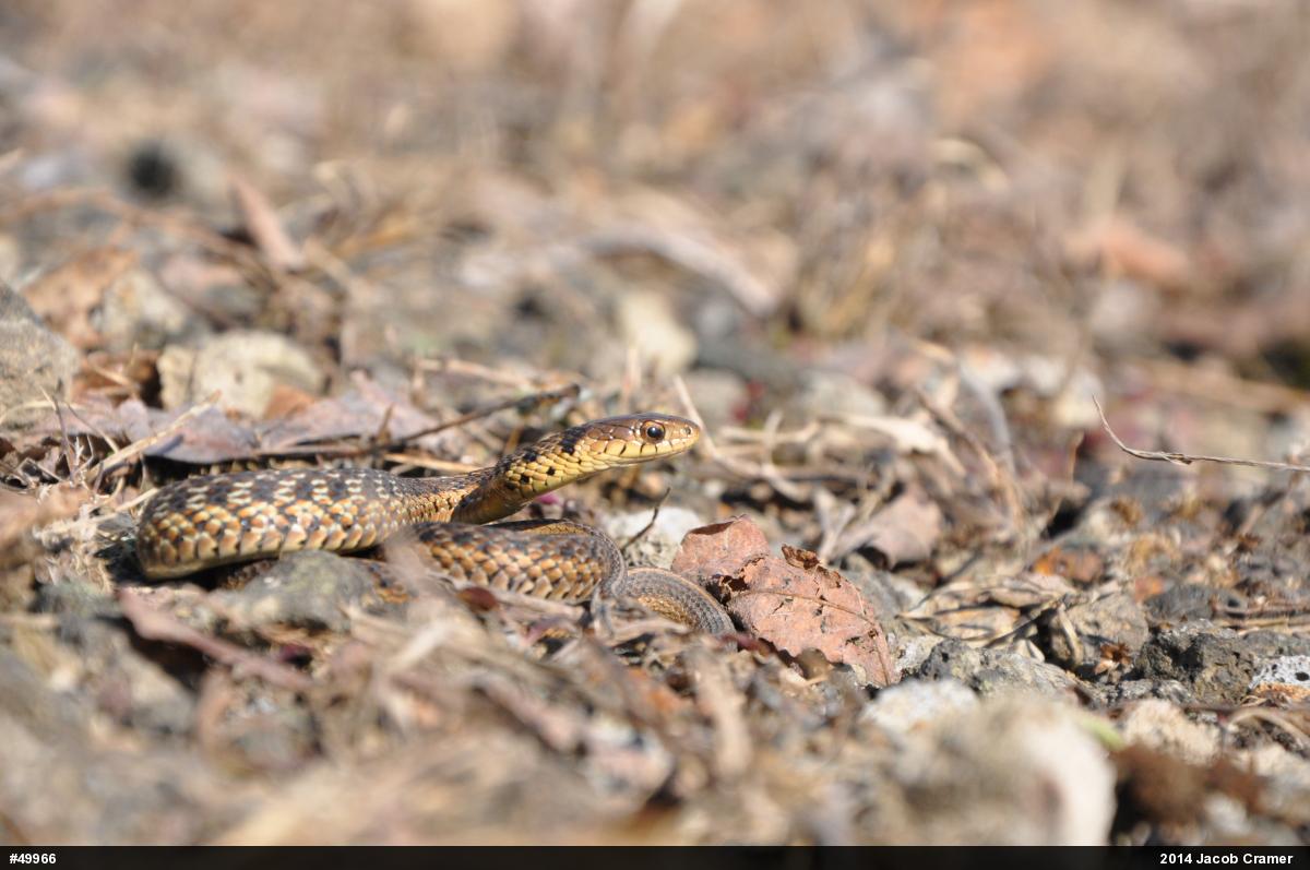 Eastern Gartersnake