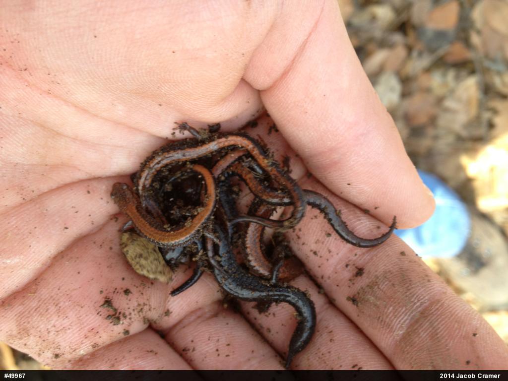 Eastern Red-backed  Salamander