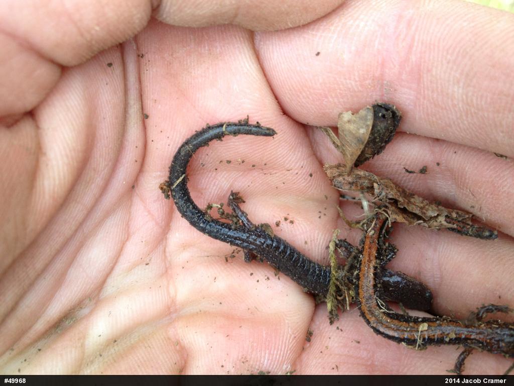 Eastern Red-backed  Salamander