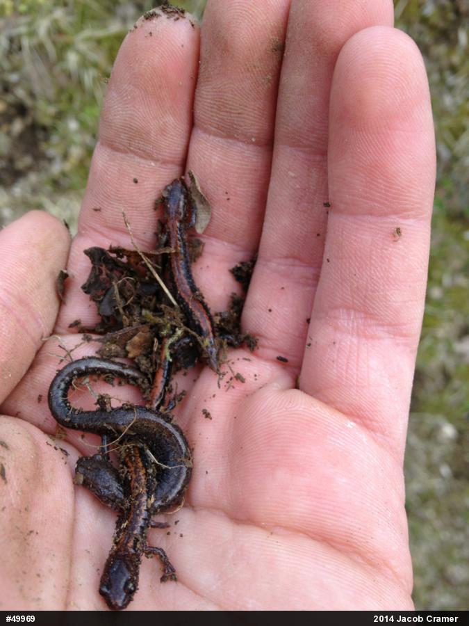 Eastern Red-backed  Salamander