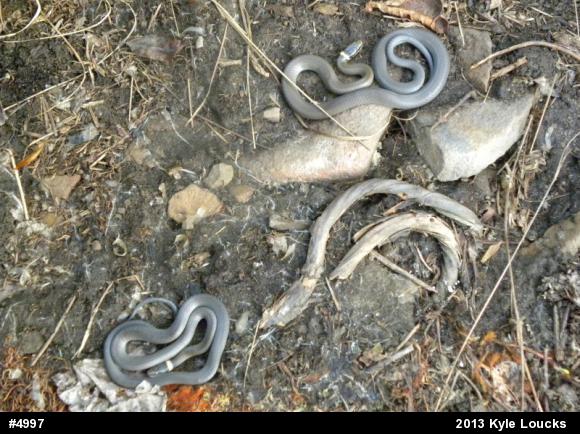 Northern Ring-necked Snake