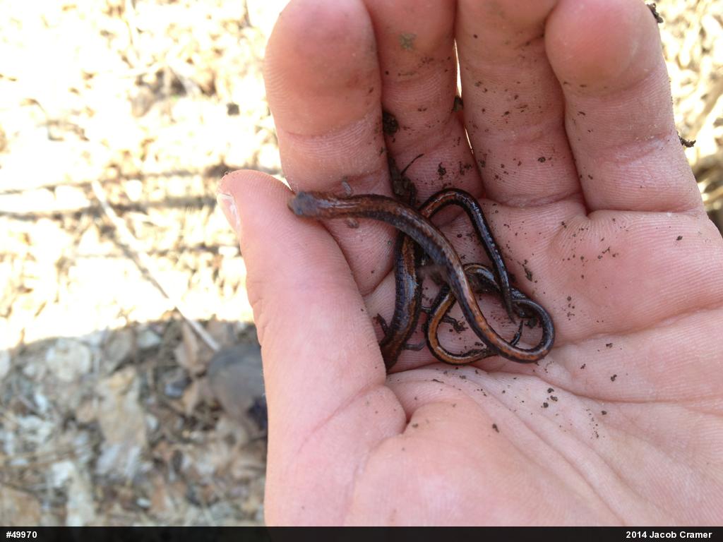 Eastern Red-backed  Salamander