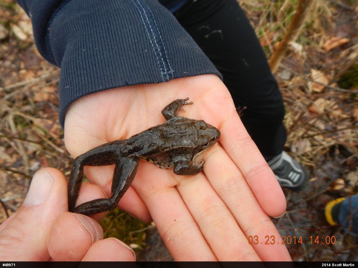 Wood Frog