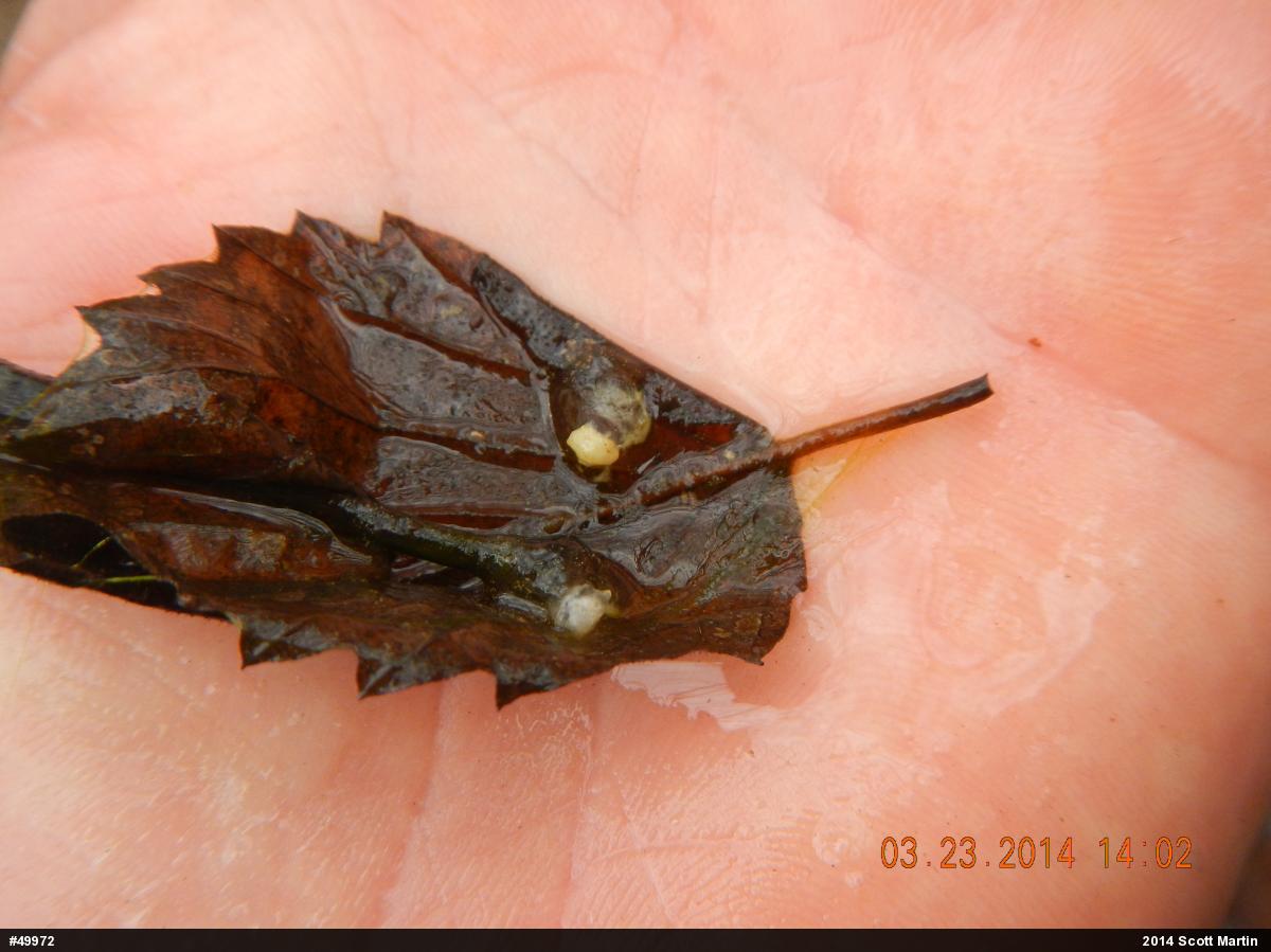 Spotted Salamander