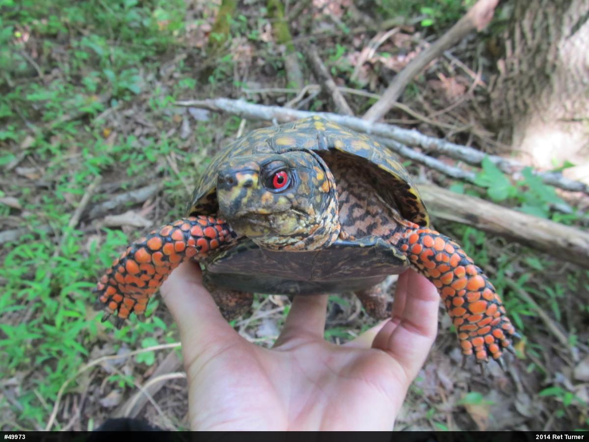Eastern Box Turtle