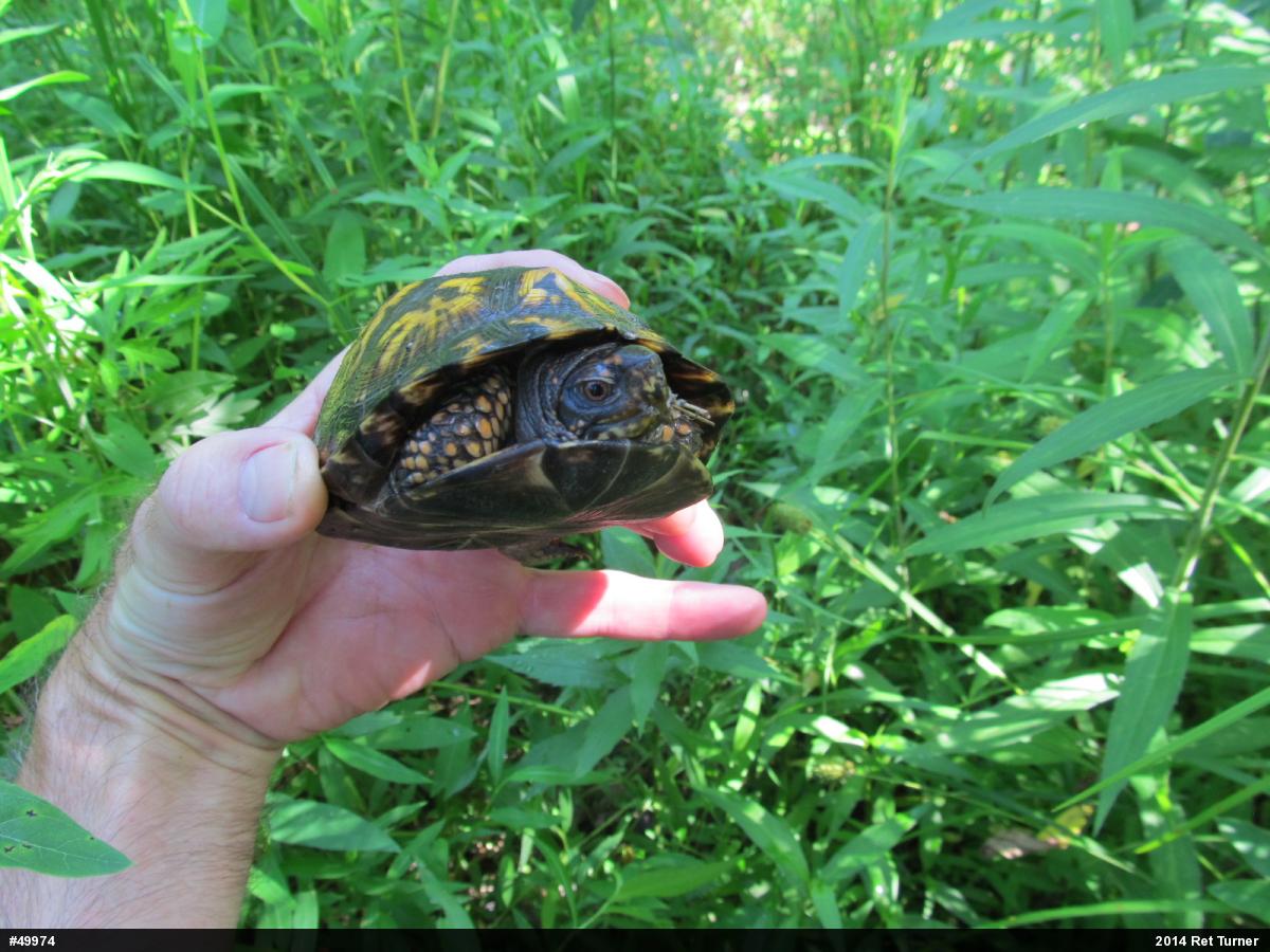Eastern Box Turtle