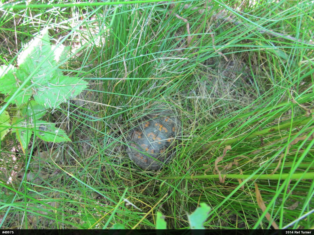 Eastern Box Turtle